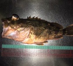 さぶろう丸 釣果