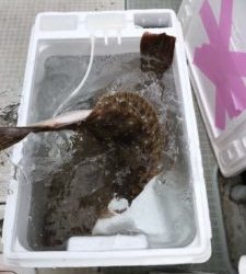 さぶろう丸 釣果