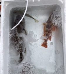 さぶろう丸 釣果