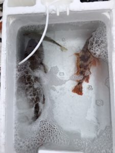 さぶろう丸 釣果