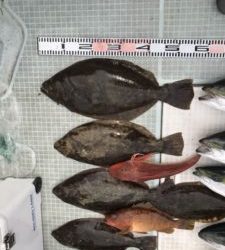 さぶろう丸 釣果