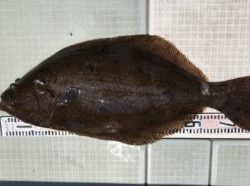 さぶろう丸 釣果