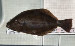 さぶろう丸 釣果