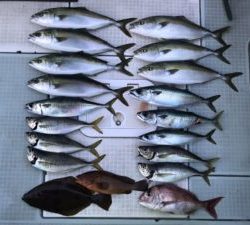 さぶろう丸 釣果