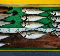 火遠理丸(ほおりまる) 釣果