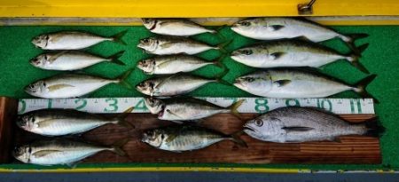 火遠理丸(ほおりまる) 釣果