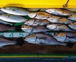 火遠理丸(ほおりまる) 釣果