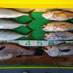 火遠理丸(ほおりまる) 釣果