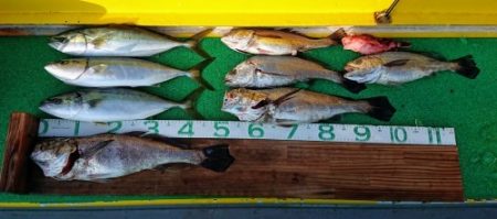 火遠理丸(ほおりまる) 釣果