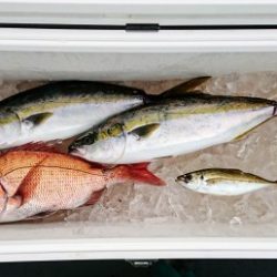 火遠理丸(ほおりまる) 釣果