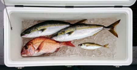 火遠理丸(ほおりまる) 釣果