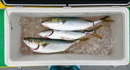 火遠理丸(ほおりまる) 釣果