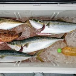 火遠理丸(ほおりまる) 釣果