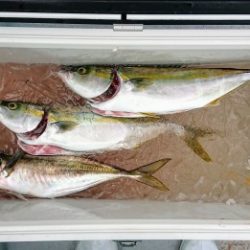 火遠理丸(ほおりまる) 釣果