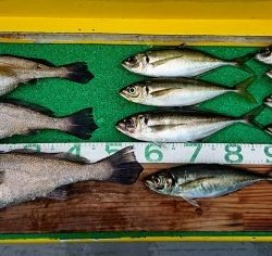 火遠理丸(ほおりまる) 釣果