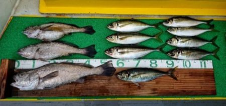 火遠理丸（ほおりまる） 釣果