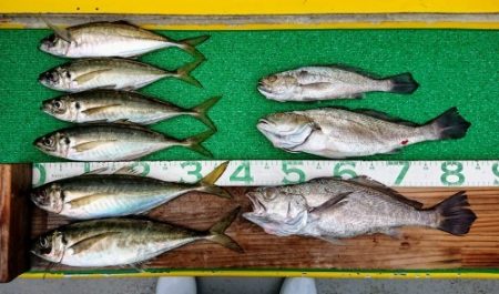 火遠理丸(ほおりまる) 釣果