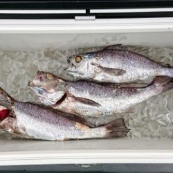 火遠理丸(ほおりまる) 釣果