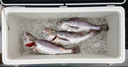 火遠理丸(ほおりまる) 釣果