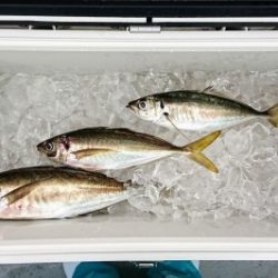 火遠理丸(ほおりまる) 釣果