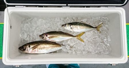 火遠理丸(ほおりまる) 釣果