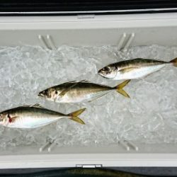 火遠理丸(ほおりまる) 釣果