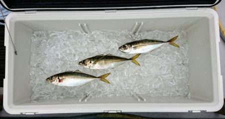 火遠理丸(ほおりまる) 釣果