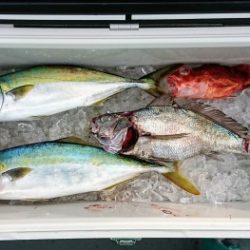 火遠理丸(ほおりまる) 釣果