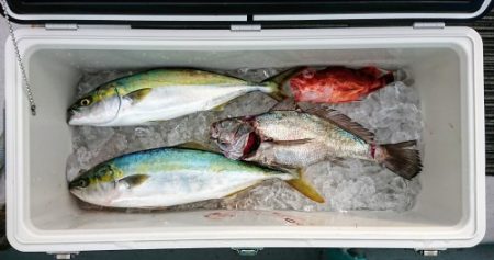 火遠理丸(ほおりまる) 釣果