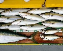 火遠理丸(ほおりまる) 釣果