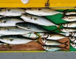 火遠理丸(ほおりまる) 釣果