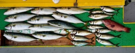 火遠理丸(ほおりまる) 釣果