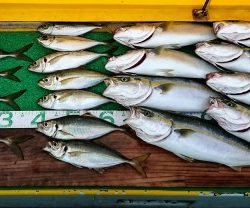 火遠理丸(ほおりまる) 釣果