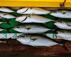 火遠理丸(ほおりまる) 釣果