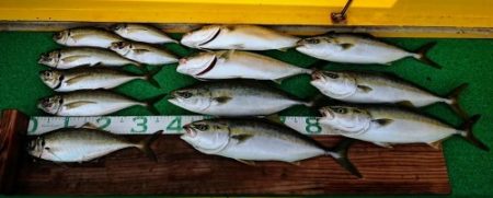 火遠理丸(ほおりまる) 釣果