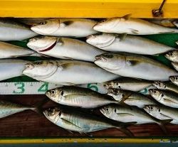 火遠理丸(ほおりまる) 釣果