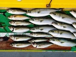 火遠理丸(ほおりまる) 釣果