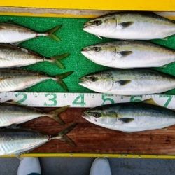 火遠理丸(ほおりまる) 釣果