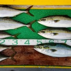 火遠理丸(ほおりまる) 釣果