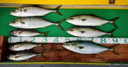 火遠理丸(ほおりまる) 釣果