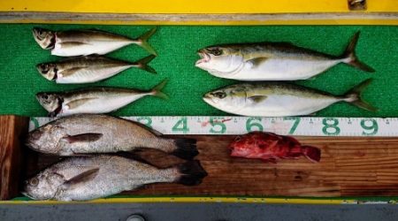 火遠理丸(ほおりまる) 釣果