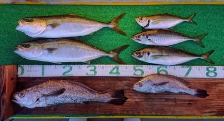 火遠理丸（ほおりまる） 釣果