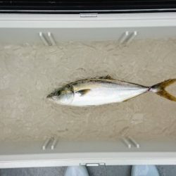 火遠理丸(ほおりまる) 釣果