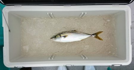 火遠理丸(ほおりまる) 釣果