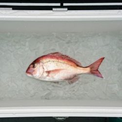 火遠理丸(ほおりまる) 釣果