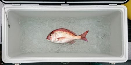 火遠理丸(ほおりまる) 釣果