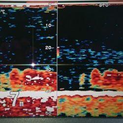 火遠理丸(ほおりまる) 釣果