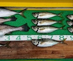 火遠理丸（ほおりまる） 釣果