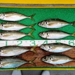 火遠理丸（ほおりまる） 釣果