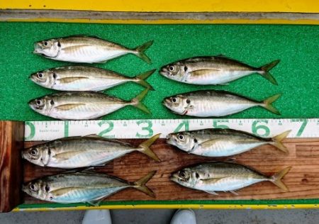 火遠理丸（ほおりまる） 釣果